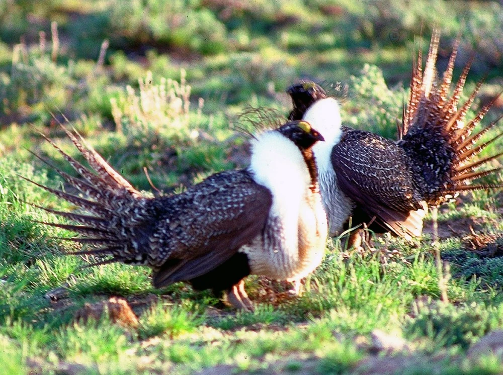 greater-sage-grouse-05.webp