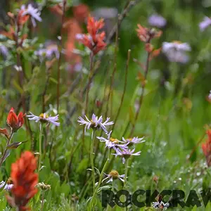 2014-07_All4Fun_DSC_8252
