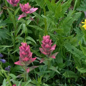 2014-07_All4Fun_DSC_8356