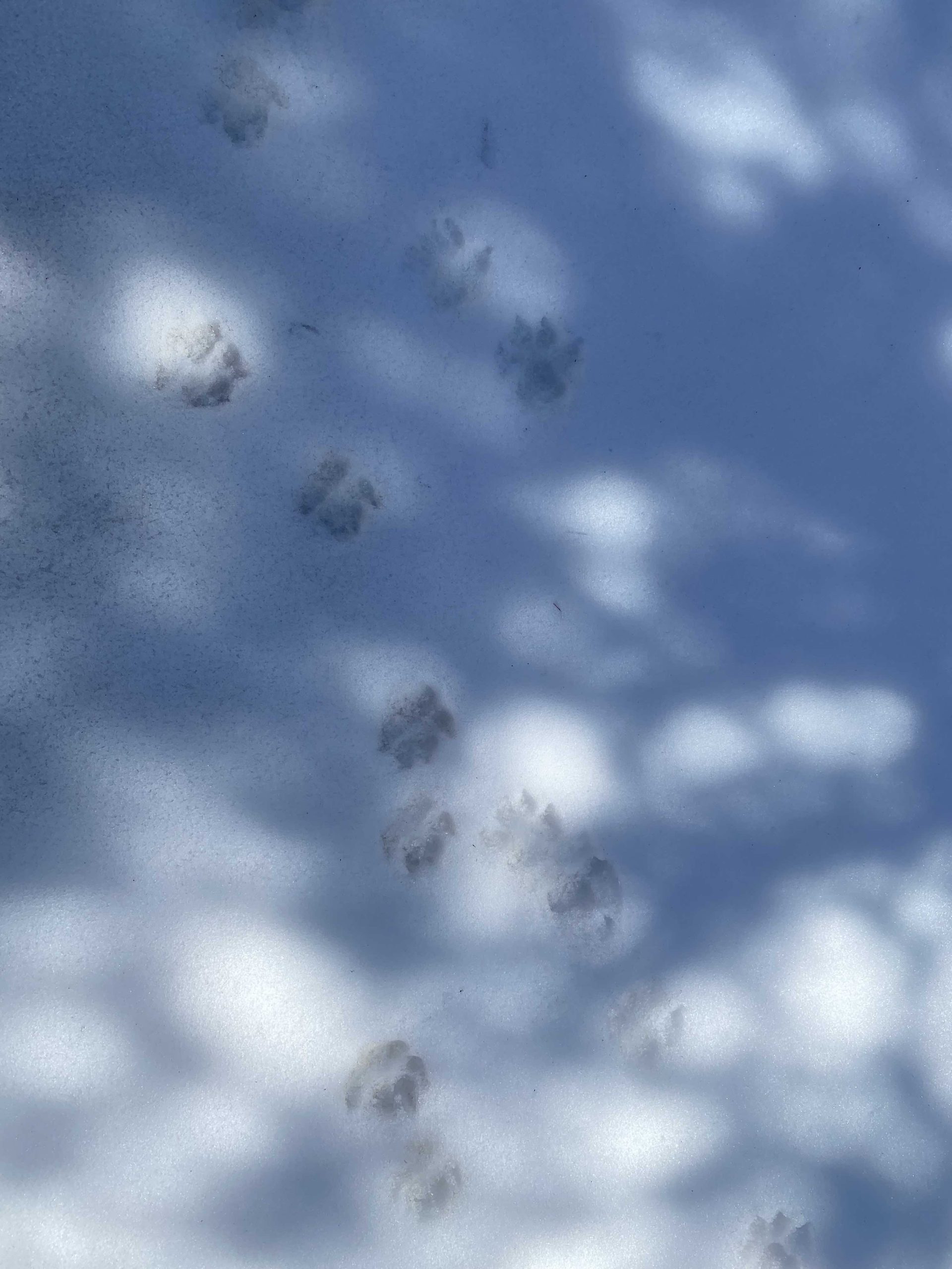 animal-tracks-scaled.jpg