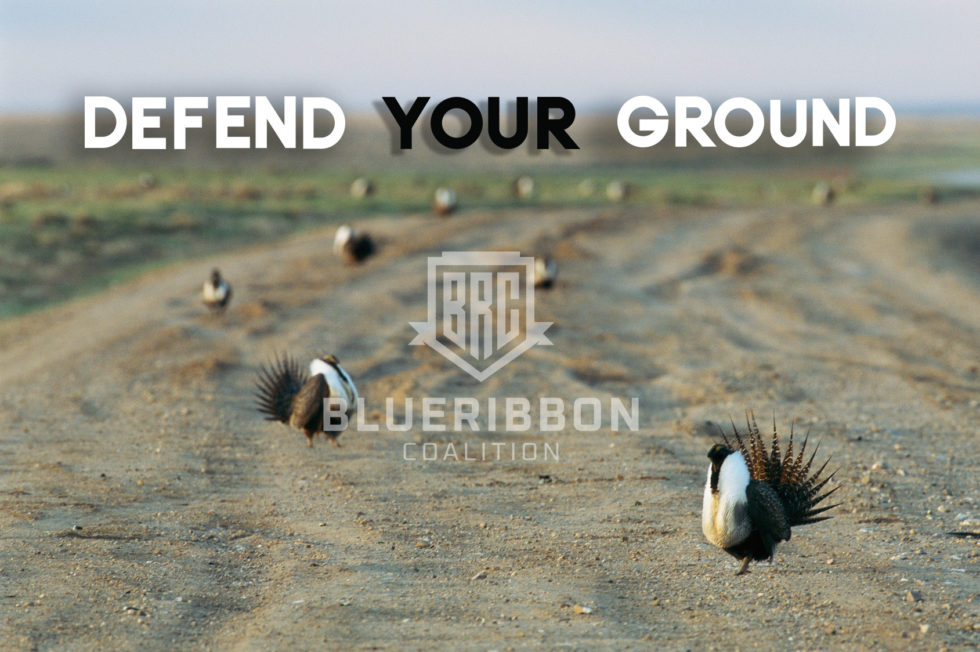DYG-sage-grouse-980x652.jpg