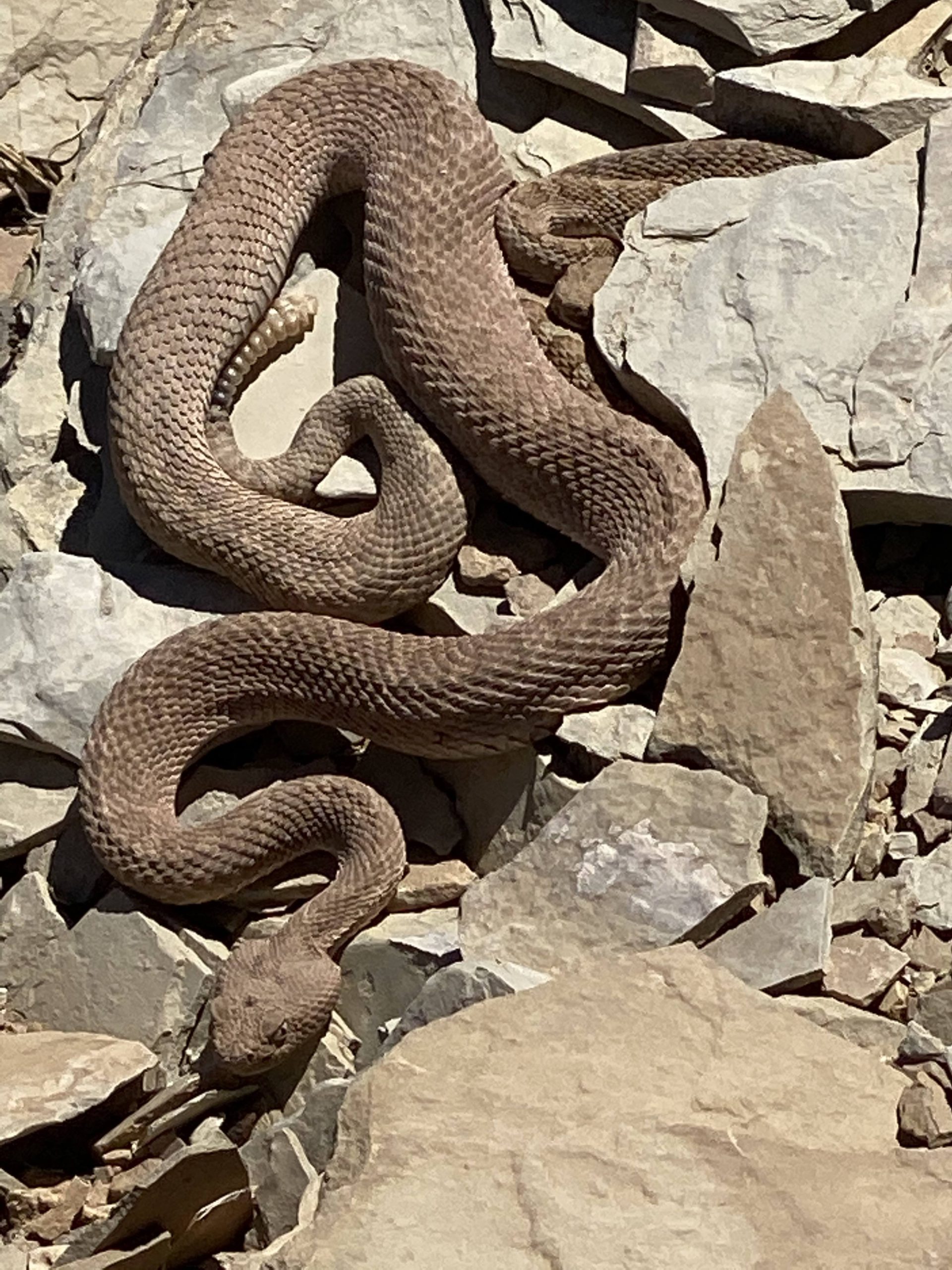 danger-noodle-scaled.jpg